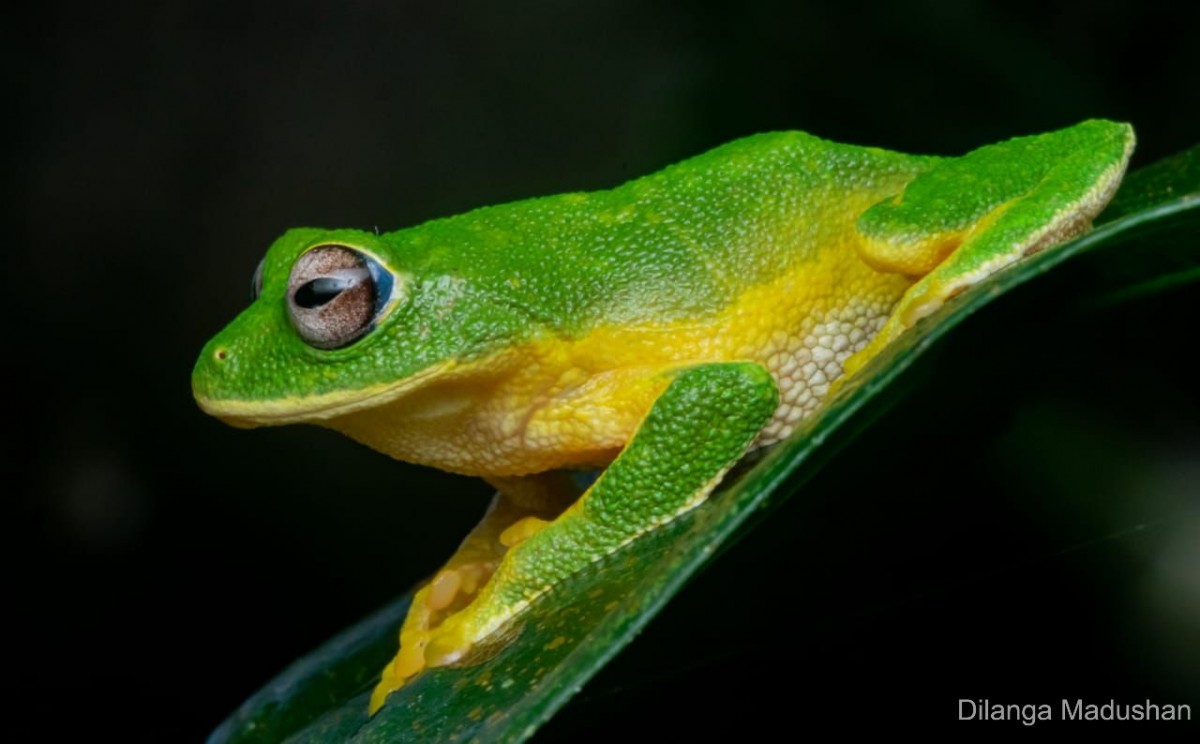 Pseudophilautus femoralis Gunther 1864